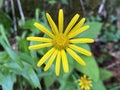 Ox-eye / Buphthalmum salicifolium / WeidenblÃÂ¤ttrige Ochsenauge, Weidenblatt-Rindsauge, Buphthalme ÃÂ  feuilles de saule